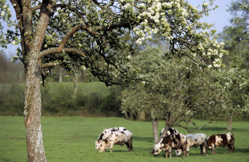 无人,农场,站,吃,横图,室外,白天,正面,旅游,度假,畜牧业,牧场,草地,草坪,美景,树林,植物,牛,法国,欧洲,阴影,花纹,光线,影子,景观,果树,乳牛,注视,娱乐,草,树,树木,蓝色,绿色,蓝天,天空,阳光,自然,动物,天,低头,观察,看,站着,享受,休闲,家畜,景色,放松,牲畜,生长,晴朗,成长,观看,察看,西欧,关注,法兰西,自然风光,斑纹,畜牧,万里无云,法兰西共和国,牧业,法兰西第五共和国,垂头,下诺曼底,下诺曼底大区,卡尔瓦多斯省,翁夫勒,晴空,晴空万里,奶牛,嚼,食,站立,彩图,全身