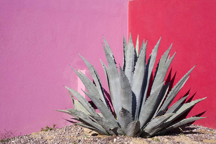 无人,横图,室外,特写,白天,正面,美景,植物,龙舌兰,阴影,光线,影子,墙,景观,墙壁,墙面,粉色,红色,绿色,阳光,自然,景色,生长,成长,希望,自然风光,番麻,彩图,付出,龙舌掌