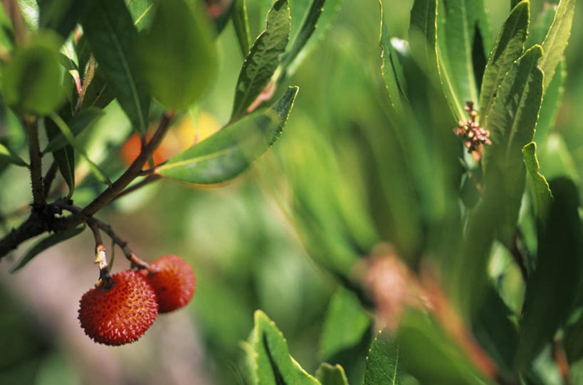 无人,横图,室外,特写,白天,正面,美景,植物,水果,叶子,阴影,朦胧,模糊,新鲜,光线,纹理,影子,景观,生食,食品,果实,绿叶,食物,两个,绿色,阳光,自然,嫩叶,景色,杨梅,有机食品,绿色食品,自然风光,肌理,白蒂梅,圣生梅,叶,叶片,叶脉,彩图
