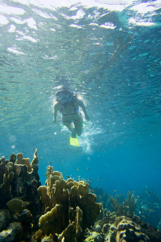 游泳,西方人,一个人,竖图,室外,白天,仰视,泳装,比基尼,锻炼,运动,海底,水下,欧洲,欧洲人,仅一个年轻女性,仅一个女性,仅一个人,阴影,光线,潜水镜,影子,泳镜,水底,注视,海洋生物,无脊椎动物,阳光,观察,看,蛙鞋,海底世界,潜水,观看,脚蹼,呼吸管,腔肠动物,察看,关注,潜水装备,面镜,浮潜,潜水运动,珊瑚虫,体育,年轻女性,女人,女性,白种人,海床,彩图,低角度拍摄,全身,三点式,泳衣,健身