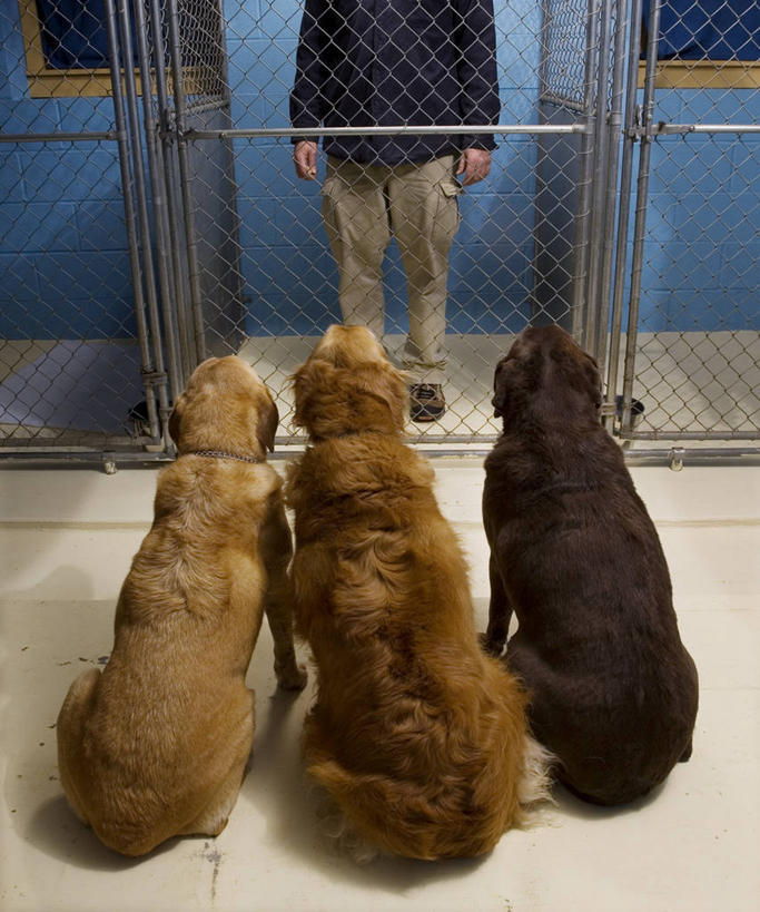 西方人,一个人,栏杆,站,竖图,室内,白天,正面,门,宠物,狗,欧洲,欧洲人,仅一个男性,仅一个人,仅一个中年男性,三只,一排,服装,整齐,墙,围栏,拉布拉多,注视,休闲装,拉布拉多猎犬,护栏,墙壁,墙面,排列,衣服,动物,门框,观察,看,站着,休闲,休闲服,牢笼,可爱,服饰,观看,察看,队列,关注,拉布拉多犬,忠诚,樊笼,男人,男性,中年男性,白种人,犬,站立,半身,彩图