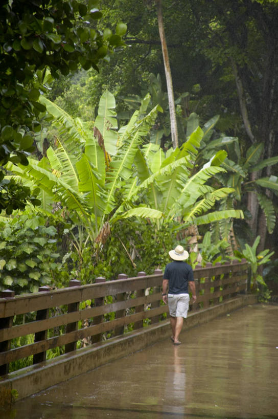西方人,一个人,走,竖图,室外,白天,草地,草坪,植物,棕榈树,帽子,叶子,欧洲,欧洲人,仅一个男性,仅一个人,阴影,短裤,服装,光线,草帽,木板,影子,桥,绿叶,木桥,休闲装,栈桥,草,树,树木,仅一个年轻男性,背面,衣服,绿色,阳光,自然,休闲,休闲服,嫩叶,服饰,生长,成长,灌木,人行桥,木板桥,棕榈叶,男人,男性,年轻男性,白种人,叶,叶片,步行,散步,走路,彩图,全身