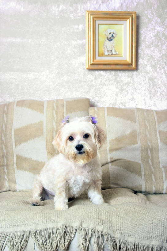 无人,站,竖图,照片,室内,白天,正面,靠垫,沙发,宠物,狗,墙,靠枕,注视,墙壁,墙面,一只,动物,抱枕,枕头,观察,看,站着,可爱,摄影,玛尔济斯犬,观看,察看,关注,布艺沙发,忠诚,马尔济斯犬,马尔济斯狗,马尔他犬,马耳他岛猎犬,玛尔济斯狗,相片,犬,站立,彩图,全身,拍摄,照相