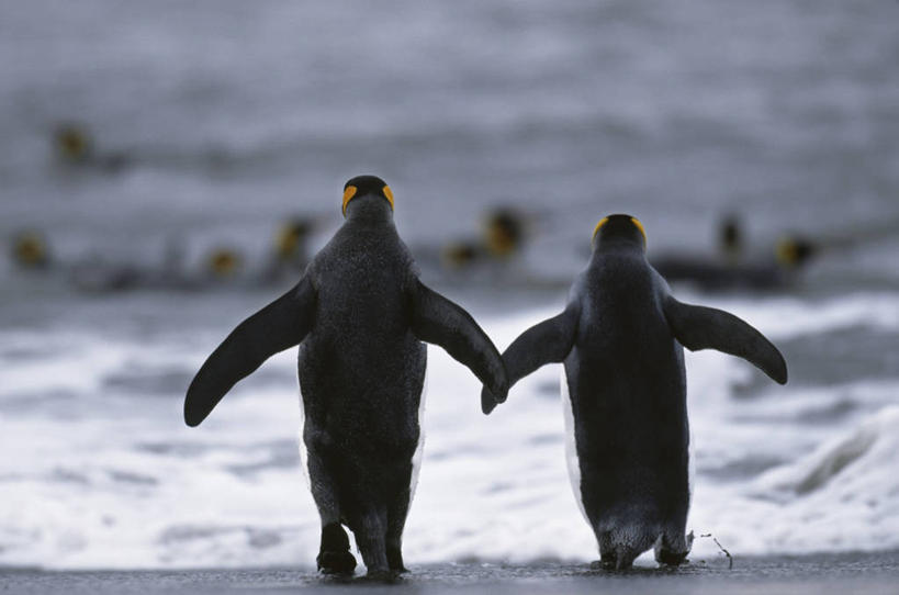 无人,站,伸展双臂,横图,室外,白天,海浪,海洋,沙滩,企鹅,野生动物,英国,欧洲,沙子,海岸,浪花,沙地,注视,苏格兰,背面,海水,动物,观察,看,站着,两只,可爱,活泼,观看,察看,西欧,关注,帝企鹅,大不列颠,海景,大不列颠及北爱尔兰联合王国,大不列颠联合王国,日不落英帝国,皇帝企鹅,苏格兰王国,皇企鹅,圣安德鲁斯,大海,风浪,海,海水的波动,海滩,近岸浪,涌浪,敞开双臂,伸开双臂,展开双肩,站立,张开手臂,张开双臂,彩图,全身