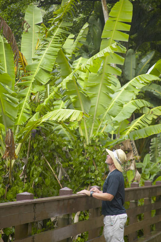 西方人,一个人,栏杆,站,竖图,室外,白天,侧面,植物,帽子,叶子,欧洲,欧洲人,仅一个男性,仅一个人,仅一个中年男性,阴影,服装,时间,光线,时钟,手表,影子,围栏,绿叶,计时,注视,休闲装,芭蕉树,护栏,树,树木,衣服,绿色,阳光,自然,遮阳帽,钟表,观察,看,站着,休闲,休闲服,嫩叶,表,搭,服饰,生长,成长,观看,腕表,察看,搭着,关注,男人,男性,中年男性,白种人,叶,叶片,钟,抬头,仰头,站立,半身,彩图