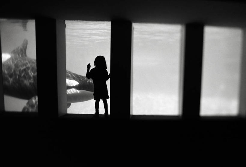 西方人,儿童,一个人,站,横图,俯视,黑白,室内,白天,海底,水下,哺乳动物,鲸鱼,欧洲,欧洲人,仅一个女性,仅一个人,一条,表演,阴影,服装,光线,影子,水底,注视,休闲装,海洋生物,水族馆,小孩,衣服,阳光,动物,观察,看,趴着,站着,仅一个小孩,休闲,休闲服,展示,海底世界,服饰,鲸,观看,展览,察看,饲养,关注,水生动物,水生物,海底动物,收集,鲸类,极地海洋世界,女孩,女人,女性,白种人,孩子,海床,趴,站立,半身,高角度拍摄,女生