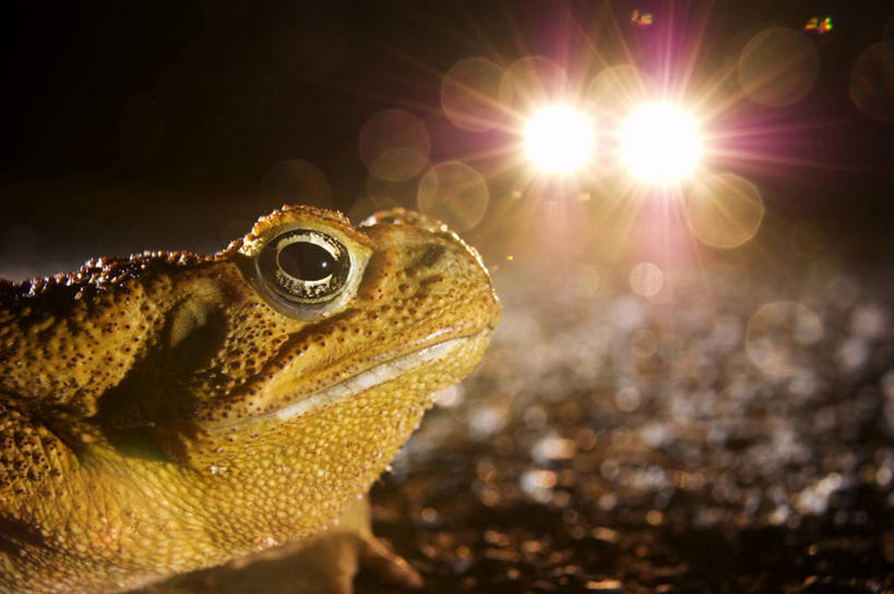 无人,蹲,横图,室外,特写,夜晚,侧面,路灯,蟾蜍,野生动物,照明,阴影,光线,影子,灯光,注视,灯,一只,动物,观察,看,活泼,观看,照亮,察看,照明设备,关注,蟾,癞蛤蟆,蛤蟆,蹲着,半身,彩图