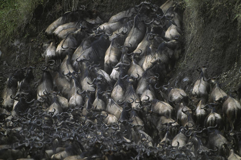 横图,俯视,室外,白天,旅游,度假,石头,美景,道路,路,野生动物,羊,一群,许多,奔驰,阴影,光线,羚羊,石子,影子,景观,小路,交通,很多,注视,娱乐,阳光,自然,动物,奔跑,观察,看,享受,休闲,景色,放松,可爱,活泼,观看,察看,关注,自然风光,犬羚,石块,岩石,半身,彩图,高角度拍摄