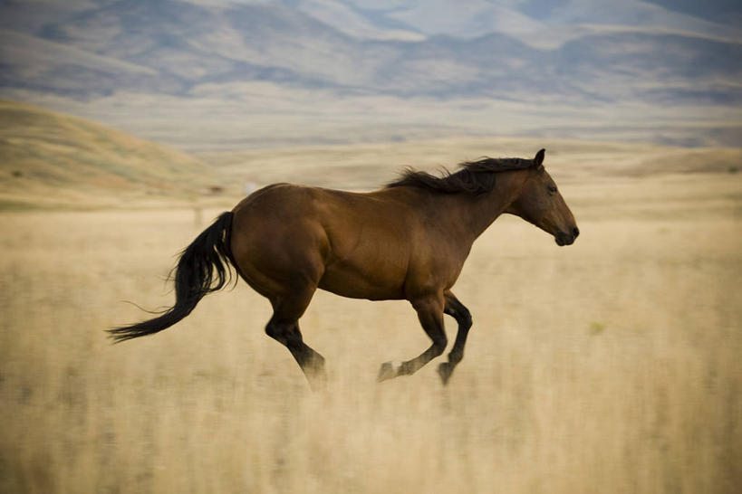 无人,横图,室外,白天,侧面,旅游,度假,草地,草原,美景,植物,马,野生动物,美国,奔驰,阴影,光线,影子,景观,旷野,云,云朵,褐色,云彩,注视,娱乐,一匹,草,黄色,蓝色,白云,蓝天,天空,阳光,自然,动物,天,奔跑,观察,看,享受,休闲,景色,放松,运输,牲畜,晴朗,观看,察看,北美,北美洲,关注,自然风光,原野,美洲,加州,加利福尼亚州,萨克拉门托,北亚美利加洲,亚美利加洲,萨克拉门托县,晴空,彩图,全身