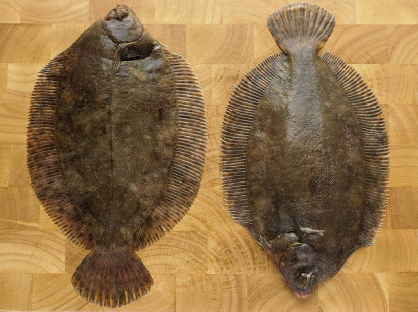 无人,横图,俯视,室内,特写,白天,餐桌,桌子,鳟鱼,两条,阴影,光线,影子,餐台,鮅,赤眼鱼,红目鳟,红眼棒,野草鱼,彩图,高角度拍摄,全身