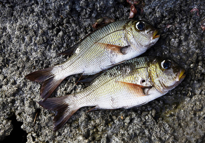 无人,横图,俯视,室外,白天,石头,两条,阴影,光线,鱼,石子,影子,鱼类,海洋生物,阳光,死亡,水生动物,大洋洲,水生物,海底动物,塔希提岛,法属波利尼西亚,社会群岛,大溪地,法属玻利尼西亚,殒命,灭亡,塔西提岛,石块,岩石,彩图,高角度拍摄