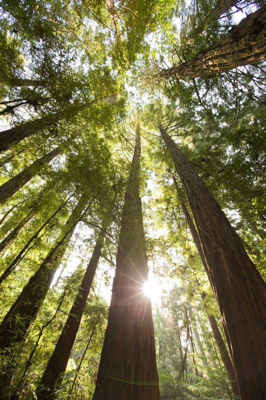 无人,竖图,室外,白天,仰视,旅游,度假,美景,树林,太阳,植物,美国,阴影,光线,影子,景观,娱乐,树,树木,蓝色,绿色,蓝天,天空,阳光,自然,天,享受,休闲,景色,放松,生长,晴朗,成长,北美,北美洲,加利福尼亚,自然风光,美洲,加州,加利福尼亚州,万里无云,金州,黄金州,北亚美利加洲,亚美利加洲,马林县,晴空,晴空万里,彩图,低角度拍摄