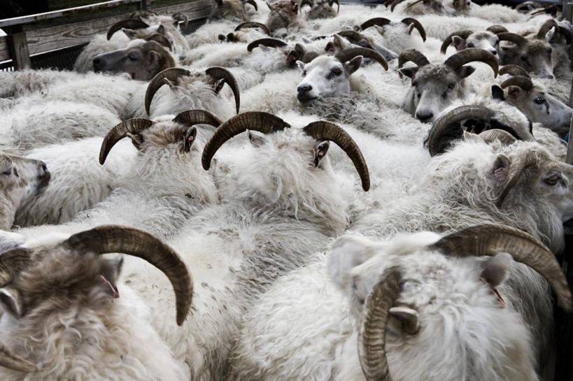 无人,横图,室外,白天,侧面,农业,一群,许多,羊群,很多,白色,家畜,摄影,绵羊,彩图