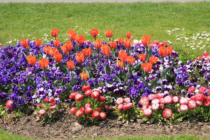 无人,植物园,横图,室外,美景,郁金香,瑞士,许多,丰富,盛开,花坛,景观,很多,花蕾,花,花瓣,花朵,鲜花,自然,春天,花苞,花蕊,景色,摄影,生长,清新,自然风光,沃州,彩图