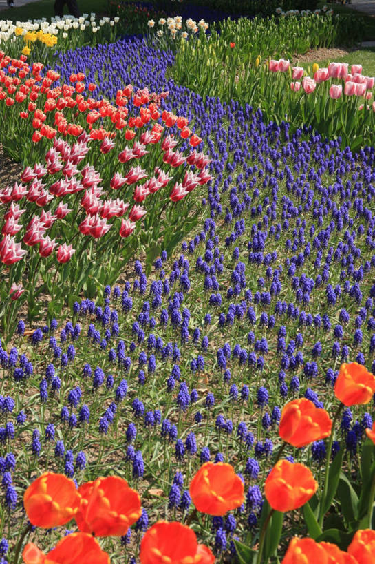 无人,植物园,竖图,室外,美景,郁金香,瑞士,许多,丰富,盛开,花坛,景观,很多,花蕾,花,花瓣,花朵,鲜花,自然,春天,花苞,花蕊,景色,摄影,生长,清新,自然风光,式样,沃州,彩图,景观设计