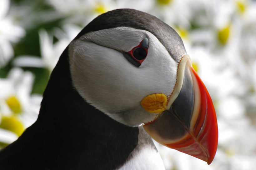 无人,横图,室外,特写,侧面,野生动物,野花,摄影,喙,角嘴海雀,彩图,拉特拉尔角