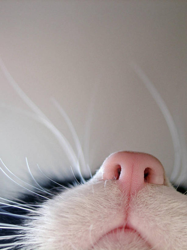 无人,竖图,特写,留白,宠物,灰色背景,闻,顶部,摄影,捷克共和国,斑纹猫,仰头,彩图,影棚拍摄,感知