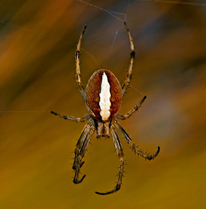 无人,方图,室外,特写,正面,野生动物,美国,蜘蛛,蜘蛛网,褐色,白色,自然,黄昏,摄影,太平洋岛屿,彩图