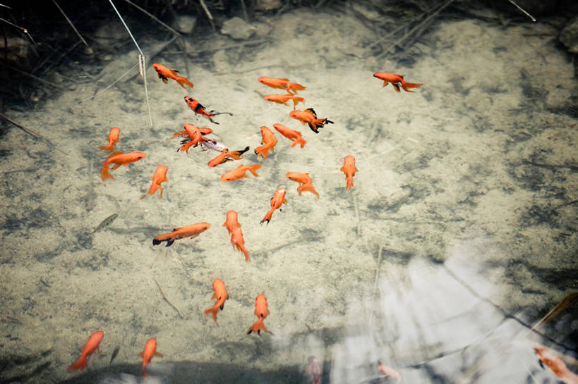 游泳,无人,横图,室外,水,锦鲤,野生动物,香港,一群,许多,池塘,很多,鱼类,橙色,摄影,彩图