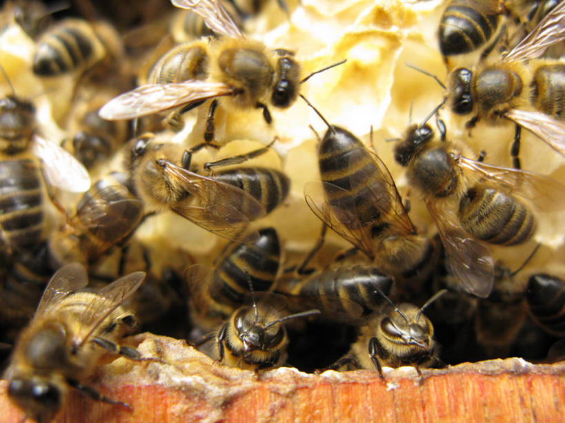 无人,横图,特写,团队,蜜蜂,爱尔兰,欧洲,一群,许多,昆虫,很多,动物,摄影,西欧,益虫,蜂箱,芒斯特省,爱尔兰共和国,凯里郡,芒斯特,彩图