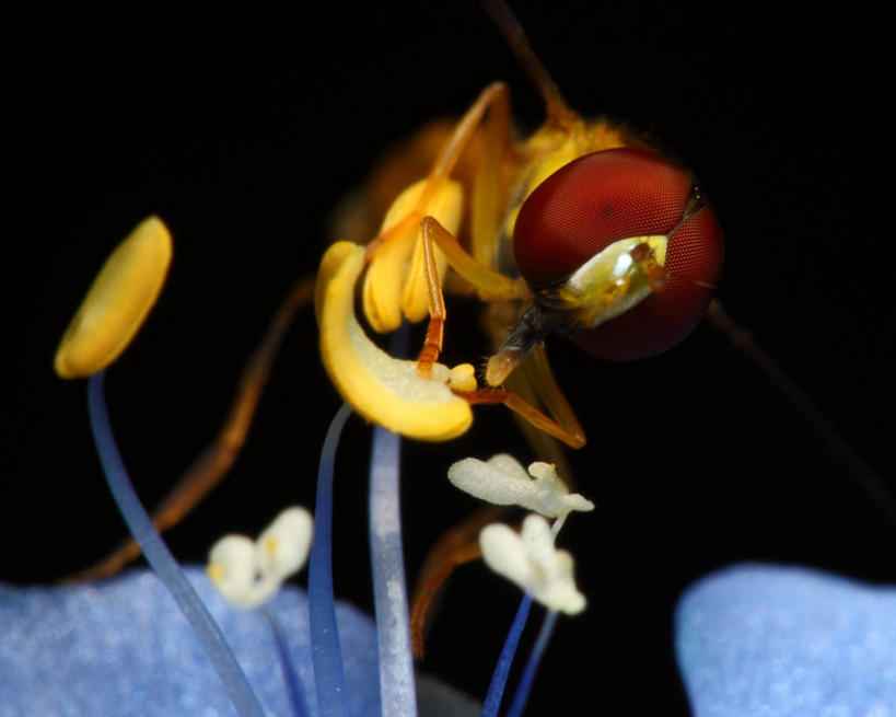 无人,横图,室外,特写,夜晚,美景,野生动物,巴西,景观,黑色,自然,景色,摄影,栖息,自然风光,花粉,授粉,喂养,食蚜蝇,彩图