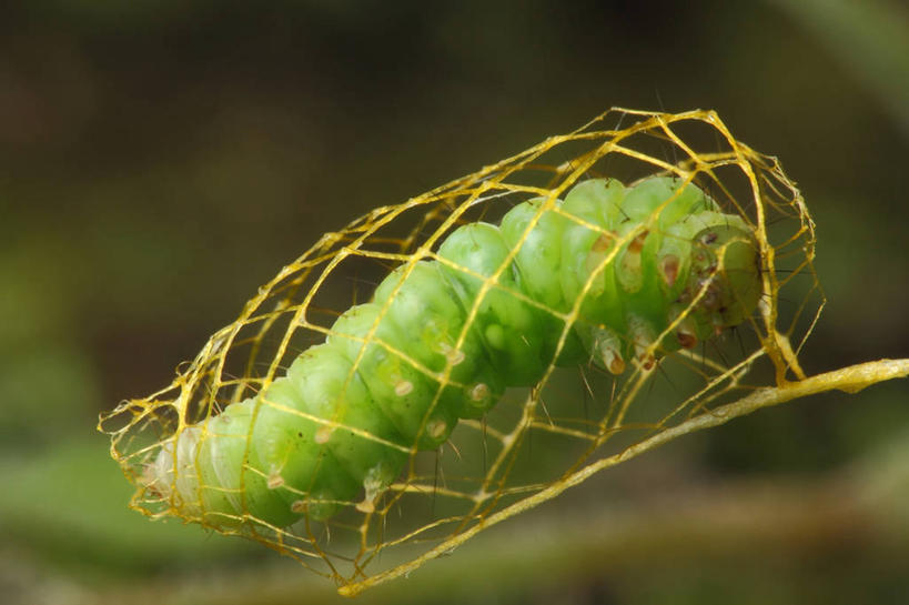 无人,横图,室外,特写,白天,野生动物,巴西,昆虫,包装,摄影,茧,生长,保护,纤维,改变,发展,毛虫,彩图