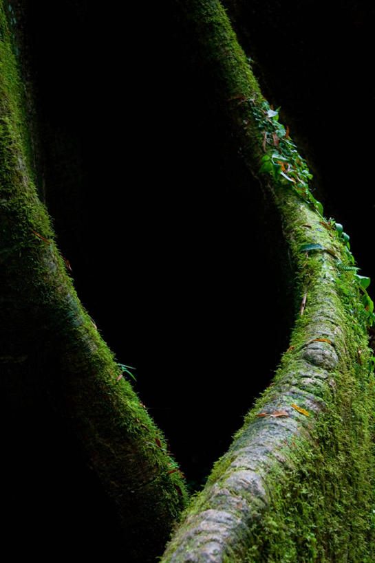 无人,竖图,特写,秘鲁,黑色背景,苔藓,枝,绿色,自然,摄影,生长,热带气候,木棉树,肌理,彩图