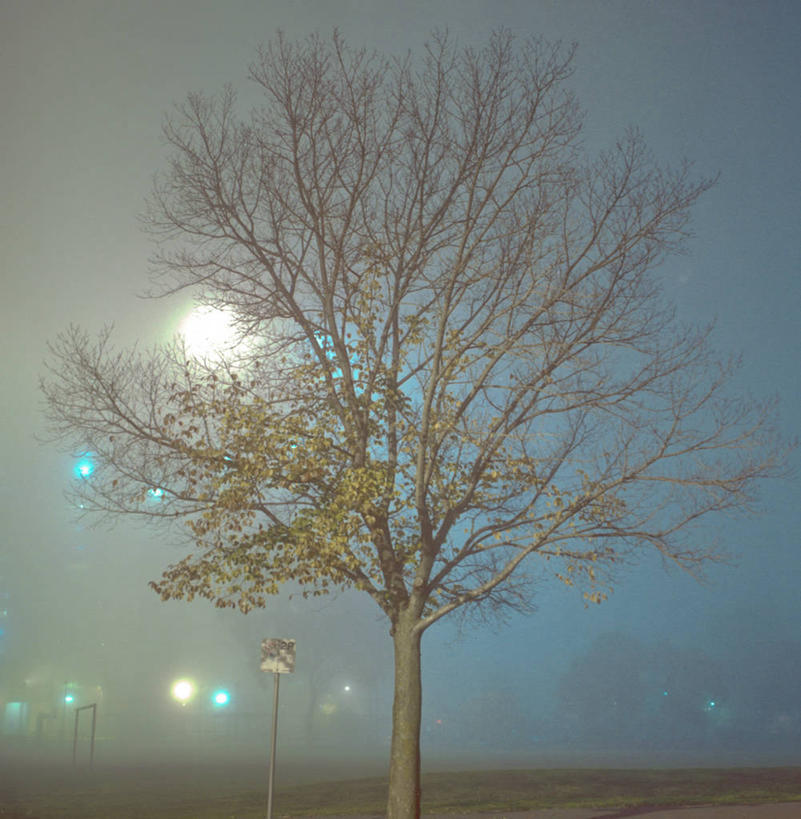 无人,公园,方图,室外,夜晚,雾,路灯,澳大利亚,天气,树,自然,摄影,电灯,照亮,墨尔本,彩图