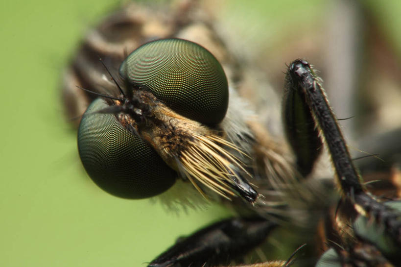 无人,横图,室外,白天,微距,野生动物,巴西,摄影,食虫虻,彩图