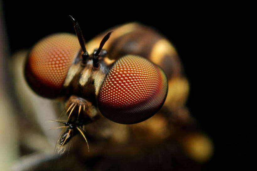 无人,横图,微距,野生动物,巴西,橙色,南美,摄影,复杂,南美洲,拉丁美洲,美洲,巴西联邦共和国,亚美利加洲,南亚美利加洲,南大河州,南里奥格兰德州,食虫虻,彩图,感知