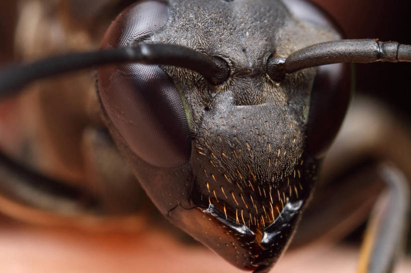 无人,横图,微距,野生动物,巴西,黑色,南美,摄影,南美洲,拉丁美洲,美洲,黄蜂,巴西联邦共和国,亚美利加洲,南亚美利加洲,南大河州,南里奥格兰德州,彩图