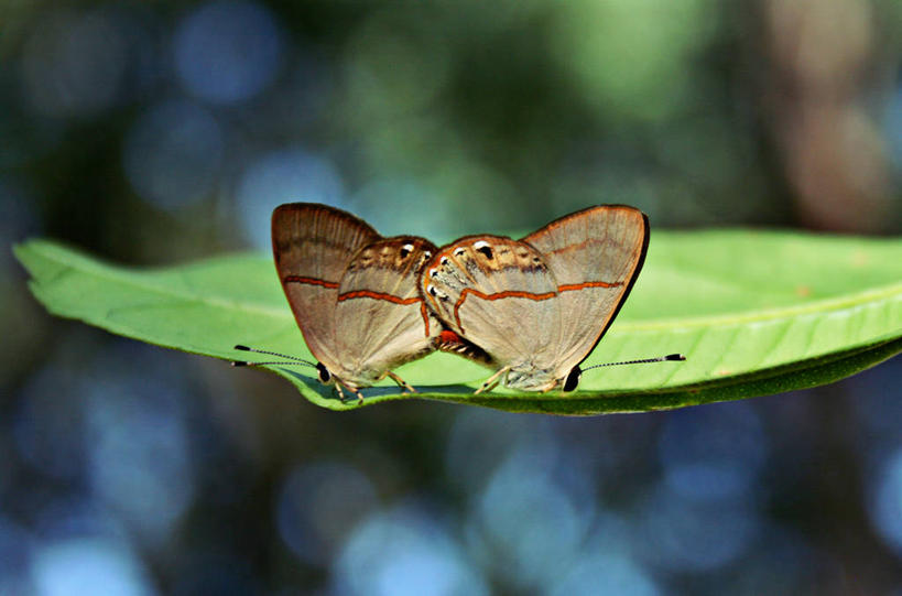 无人,横图,室外,特写,白天,野生动物,蝴蝶,叶子,巴西,动物,两只,南美,摄影,南美洲,拉丁美洲,交配,美洲,巴西联邦共和国,亚美利加洲,南亚美利加洲,巴拉那,巴拉那州,彩图,动物行为