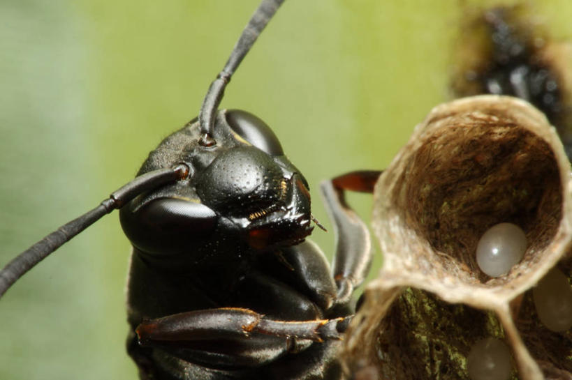 无人,横图,室外,白天,微距,野生动物,巴西,黑色,自然,南美,摄影,保护,南美洲,拉丁美洲,美洲,黄蜂,巴西联邦共和国,亚美利加洲,卵,南亚美利加洲,南大河州,南里奥格兰德州,彩图