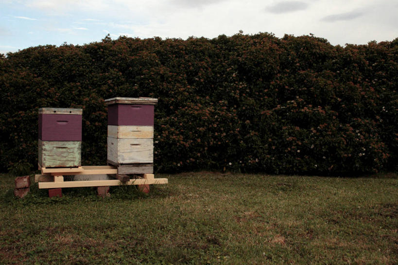 无人,横图,室外,白天,正面,旅游,度假,农业,美景,蜜蜂,澳大利亚,堆叠,木制,景观,娱乐,草,自然,享受,休闲,景色,放松,摄影,饲养,自然风光,蜂箱,树篱,彩图