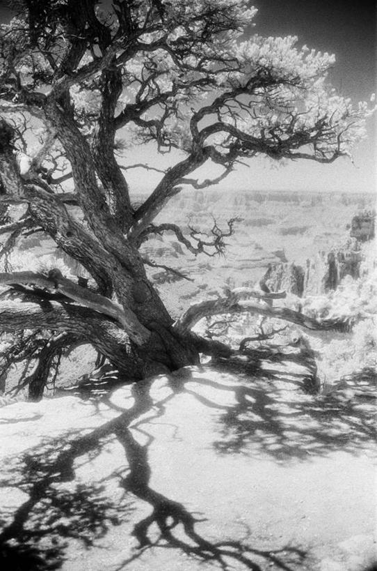 无人,竖图,黑白,室外,白天,松树,美国,地形,大峡谷,树,风景,摄影,亚利桑那,大峡谷国家公园