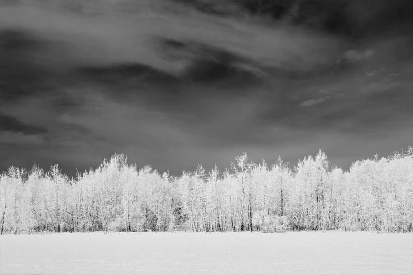 无人,横图,黑白,室外,夜晚,留白,神秘,美景,森林,雪,景观,霜,树,自然,景色,寒冷,摄影,宁静,自然风光,卡尔加里,卷云