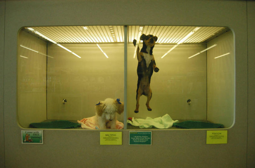 无人,跳,横图,室内,宠物,狗,美国,小狗,半空,挥手,刺激,动物,两只,摄影,照亮,俄亥俄州,狗屋,炫耀,彩图