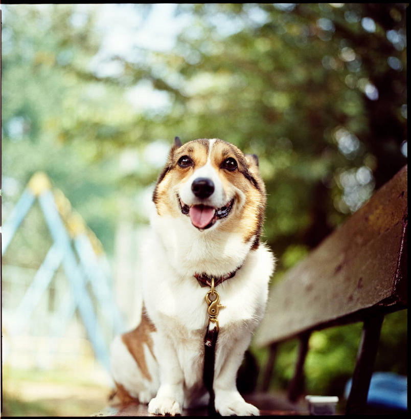 无人,坐,方图,室外,白天,宠物,狗,日本,长椅,柯基犬,威尔士柯基犬,动物,可爱,摄影,牧羊犬,忠诚,彭布罗克柯基犬,彭布罗克威尔士柯基犬,犬,彩图