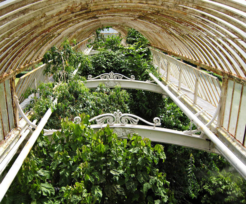 无人,横图,俯视,室外,白天,农业,英国,温室,摄影,生长,关爱,透视图,树梢,开端,彩图,高角度拍摄