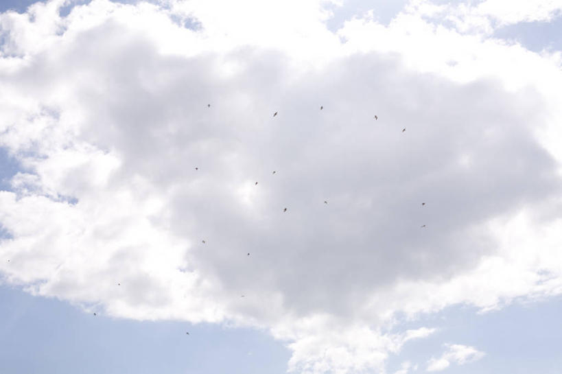 无人,横图,室外,白天,自由,野生动物,英国,欧洲,一群,许多,鸟类,很多,飞,英格兰,风景,天空,天,摄影,宁静,西欧,剪影,大不列颠,大不列颠及北爱尔兰联合王国,大不列颠及爱尔兰联合王国,萨塞克斯,萨塞克斯郡,苏塞克斯,东萨塞克斯郡,伊斯特本,彩图,大不列颠王国,大英帝国,联合王国,日不落帝国