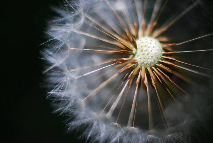 无人,横图,特写,蒲公英,黑色背景,种子,自然,摄影,部分,脆弱,彩图,影棚拍摄