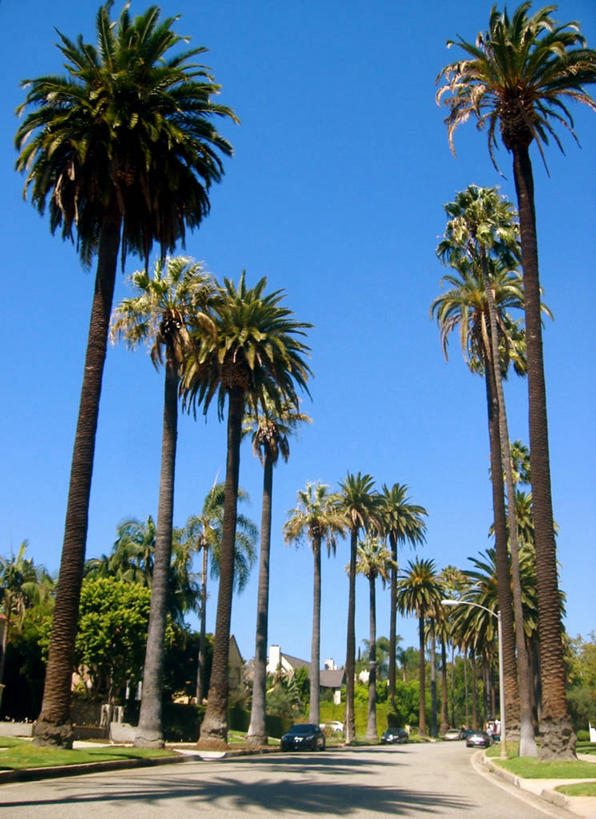 无人,竖图,室外,白天,仰视,道路,路,公路,棕榈树,美国,一排,整齐,郊区,交通,排列,夏天,摄影,生长,北美,热带气候,北美洲,队列,加利福尼亚,美洲,加州,洛杉矶,加利福尼亚州,万里无云,金州,黄金州,北亚美利加洲,亚美利加洲,贝弗利山,天使之城,马路,彩图,低角度拍摄,县治,洛杉矶县,美利坚合众国,洛城,林荫大道