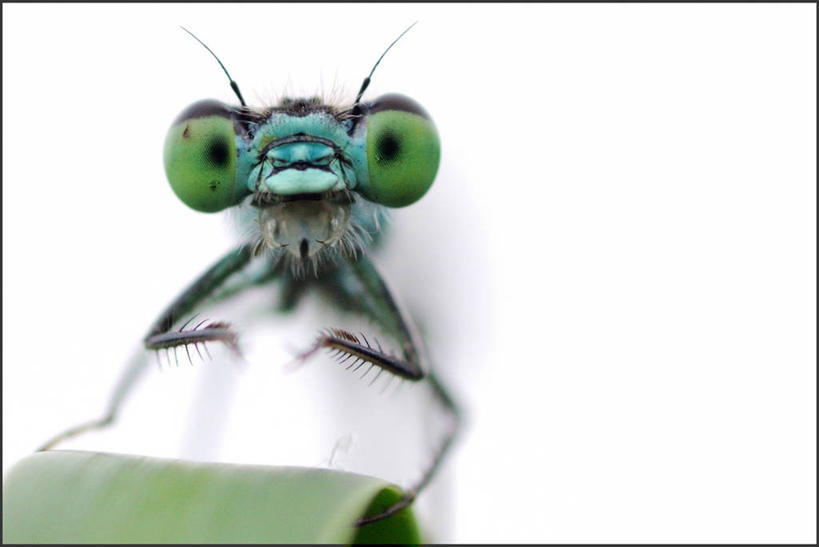 无人,横图,特写,留白,白色背景,野生动物,昆虫,摄影,幽默,复眼,彩图,影棚拍摄