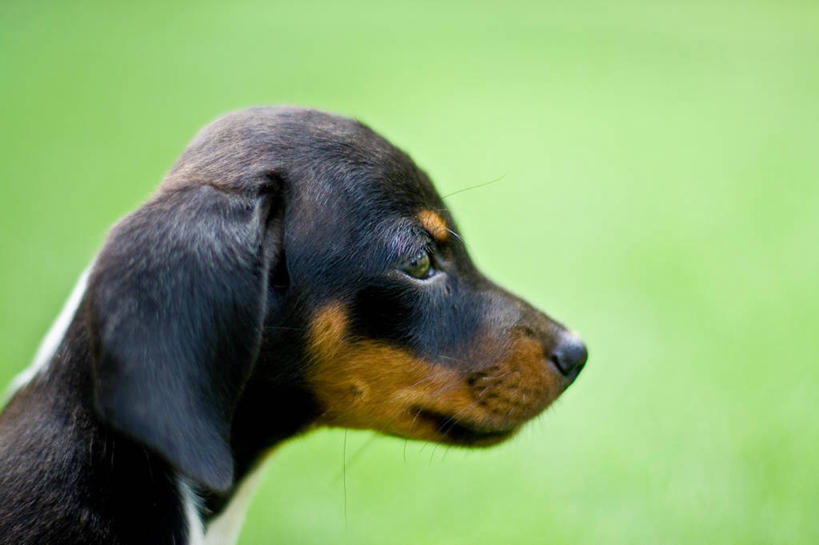 无人,横图,室外,特写,白天,侧面,纯洁,宠物,狗,菲律宾,绿色背景,小狗,首都,动物,思考,可爱,童年,童趣,摄影,肖像,童真,烂漫,无邪,德国猎犬,马尼拉,开端,天真,彩图