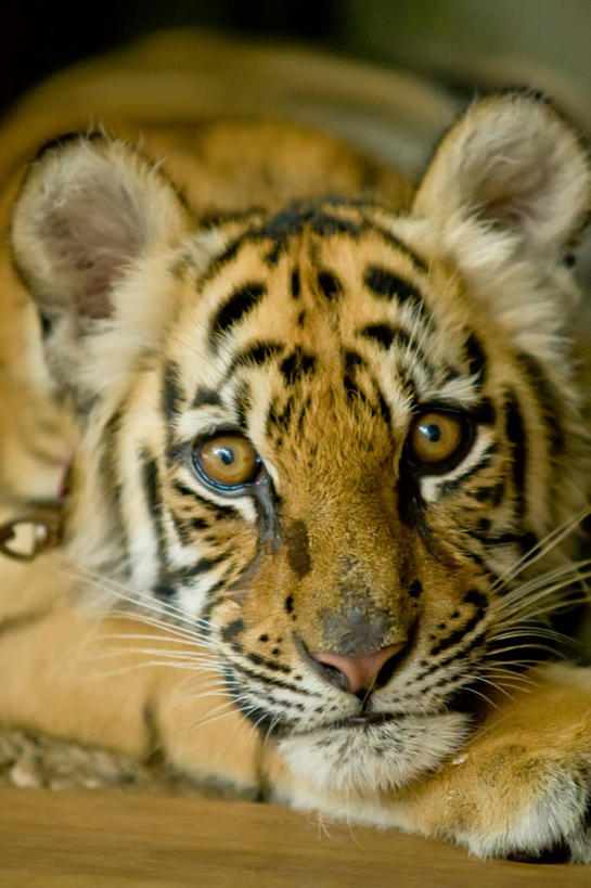 无人,躺,竖图,室外,特写,白天,纯洁,虎,野生动物,菲律宾,条纹,首都,动物,可爱,童年,童趣,凝视,摄影,幼兽,肖像,童真,烂漫,无邪,马尼拉,开端,天真,彩图