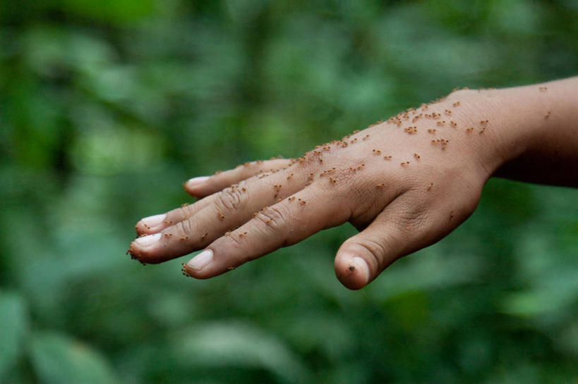 成年人,手,一个人,横图,室外,特写,白天,野生动物,秘鲁,仅一个男性,一群,许多,蚂蚁,很多,自然,人体,摄影,部分,恐怖,热带雨林,白蚁,彩图,亚马逊雨林,恐惧症,雨林