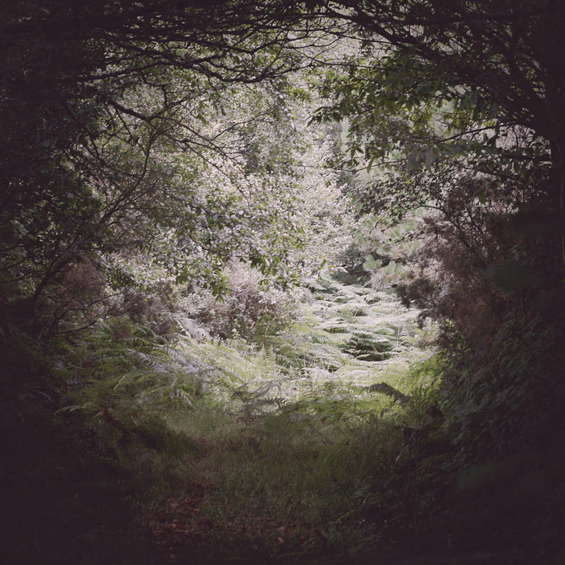 无人,方图,室外,白天,神秘,树林,西班牙,小路,枝,自然,摄影,灌木,加利西亚,彩图,晕影