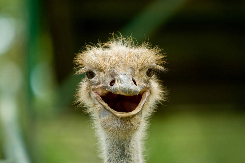 无人,动物园,横图,室外,特写,白天,鸵鸟,菲律宾,首都,自然,张嘴,凝视,摄影,肖像,张大嘴巴,喙,马尼拉,张开嘴,彩图