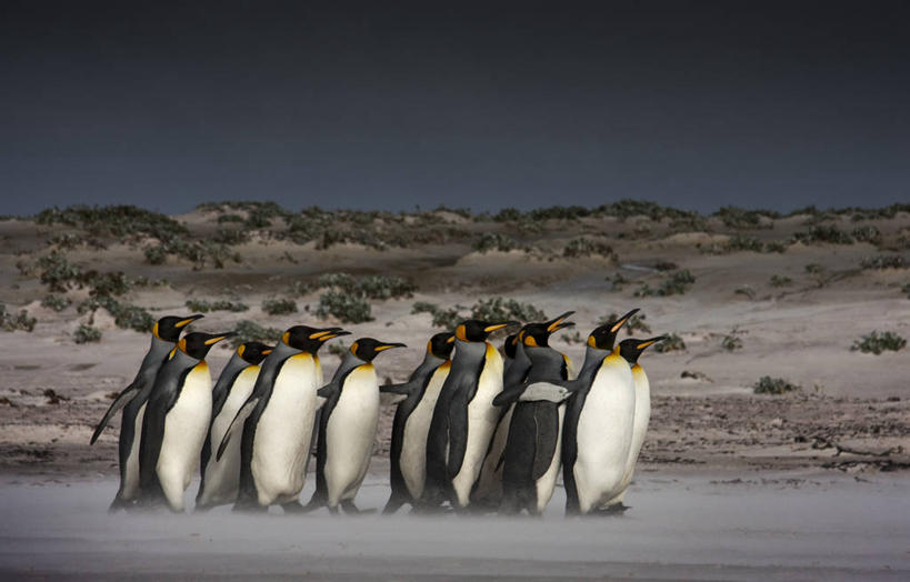 无人,横图,室外,白天,自由,美景,企鹅,野生动物,一排,一群,许多,整齐,地平线,景观,辽阔,地面,沙丘,很多,排列,自然,广阔,景色,摄影,一望无际,环境,队列,自然风光,延伸,帝企鹅,天地相交,无边无际,一马平川,一致,福克兰群岛,跟随,海滩,彩图