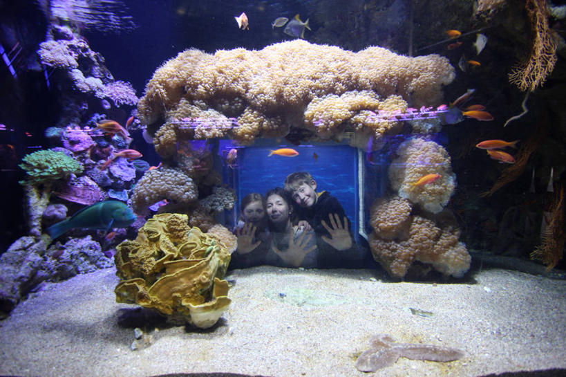 西方人,儿童,成年人,中年人,脸,头,脸颊,手掌,三个人,四个人,家庭,夫妻,母亲,父亲,女儿,儿子,横图,室内,爱情,旅游,纯洁,水下,欧洲,以色列,欧洲人,行人,游客,游人,鱼群,珊瑚,浪漫,鱼类,路人,旅客,肩膀,水族馆,小孩,看,温暖,温馨,父子,母子,一家人,恩爱,父爱,可爱,母爱,童年,童趣,人体,恋人,摄影,和睦,童真,烂漫,无邪,红海,过客,伊拉特,天真,男孩,男人,男性,年轻男性,年轻女性,女孩,女人,女性,中年女性,白种人,孩子,年轻人,头部,脸部,脸蛋,面部,夫妇,情侣,触摸,彩图,伴侣,融洽,男生